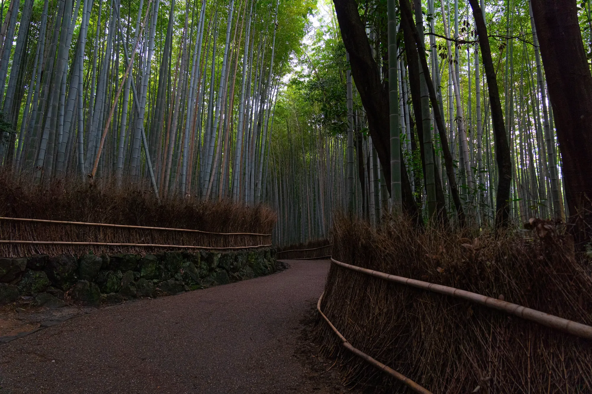 A quiet path through the Arashiyama bamboo grove in Kyoto, inviting an unhurried walk